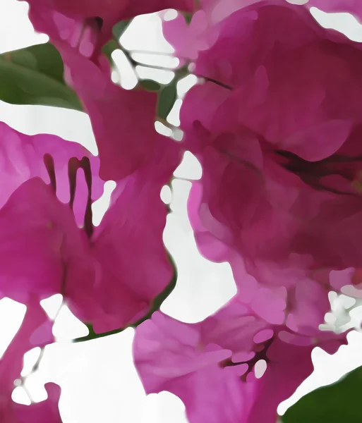 Bougainvillea Nahaufnahme abstrakt — Stockfoto