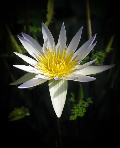 Primo piano della ninfee — Foto Stock