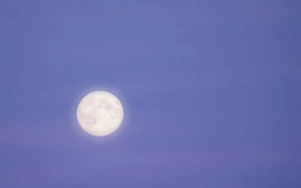 Pássaros voadores de lua cheia — Fotografia de Stock