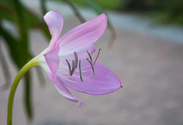 Rosa lilja — Stockfoto