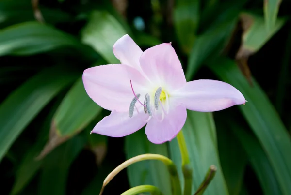 Rosa lilja — Stockfoto