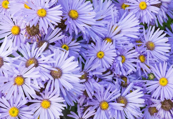 Purple asters full frame — Stock Photo, Image