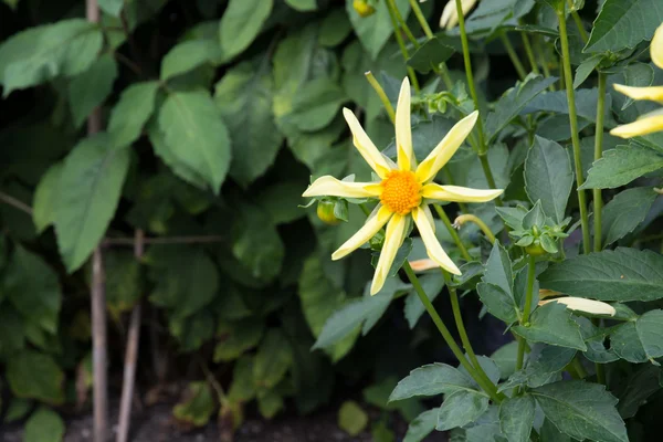 Квіти жовті жоржин — стокове фото