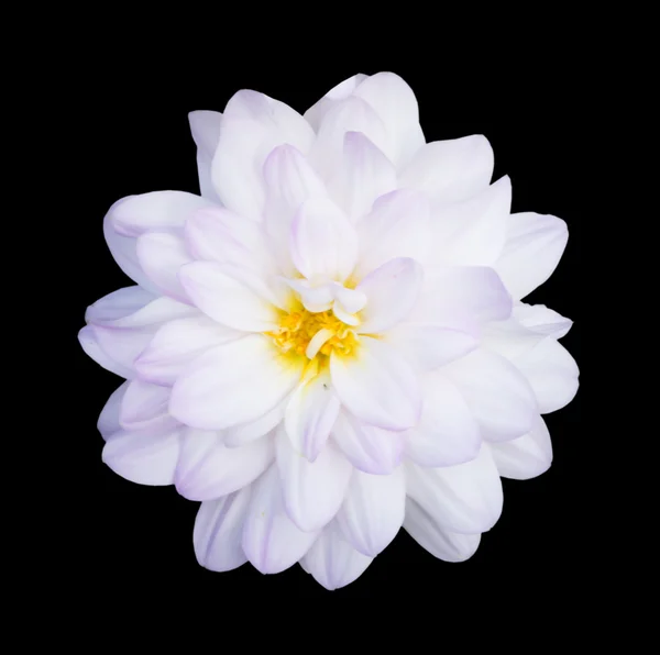 Witte Dahlia 's — Stockfoto