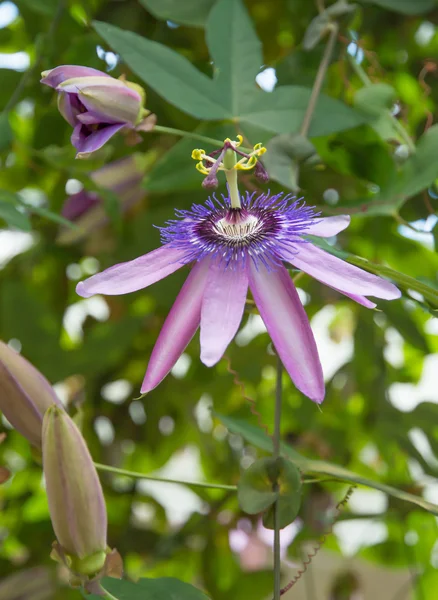 Passion flower Passiflora — Stock Photo, Image