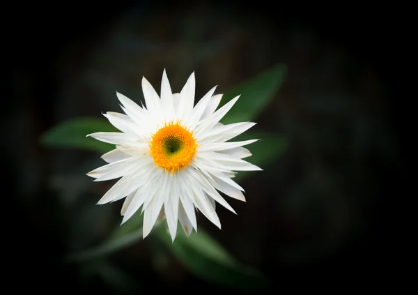 Біла квітка вічне — стокове фото