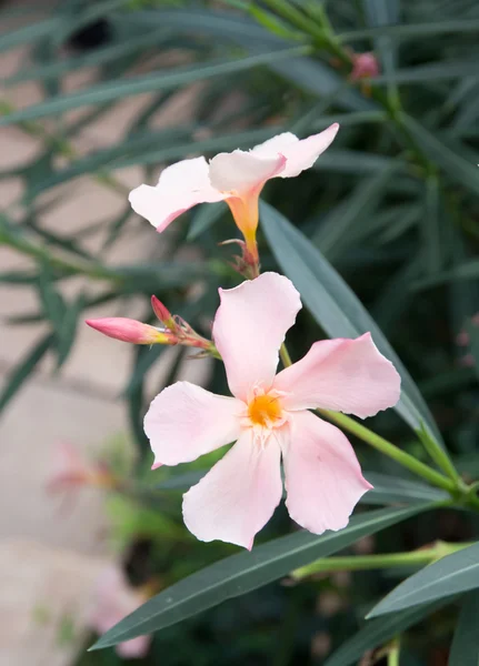 Oleander flowers — Stock Photo, Image