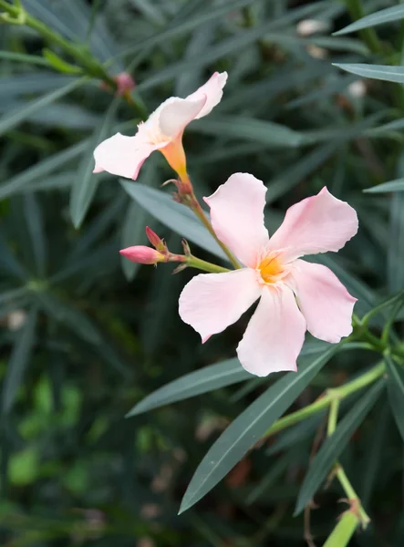 Virágok Oleander — Stock Fotó