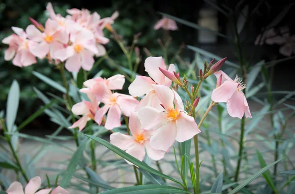 Oleander flowers — Stock Photo, Image