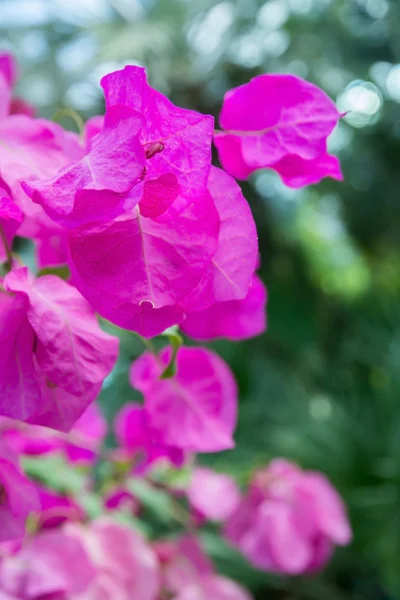 Bougainvillea růžová detail — Stock fotografie