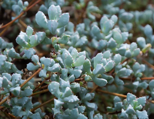 Roze ijs plantaardige oscularia deltoides — Stockfoto