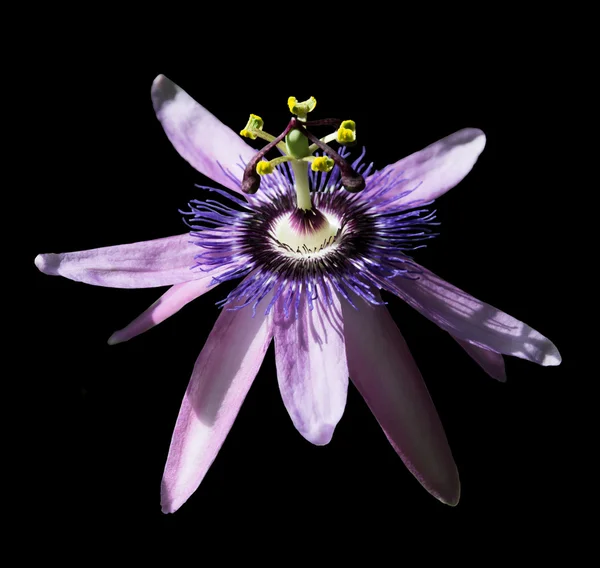 Fleur Passionvine Passiflora — Photo