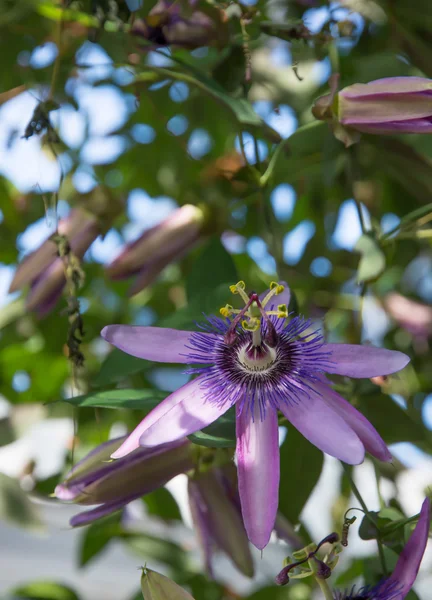 Passionvine flower Passiflora — Stock Photo, Image