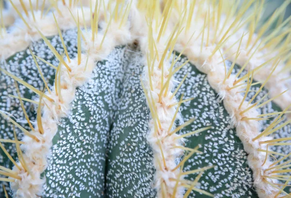 Fechar Astrophytum ornatum — Fotografia de Stock