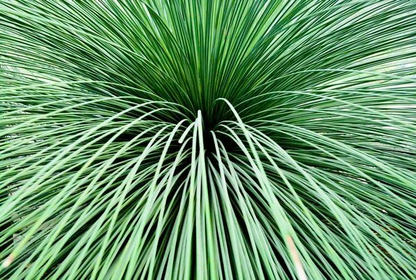 Organiczny beargrass streszczenie — Zdjęcie stockowe