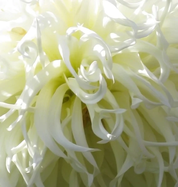 Witte aster close-up — Stockfoto