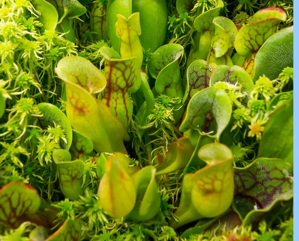 Plantas de jarro close-up — Fotografia de Stock