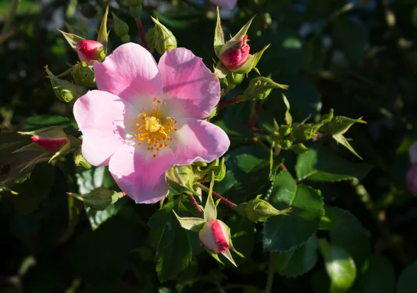 Rosa silvestre — Foto de Stock