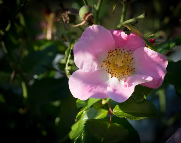 Rosa silvestre — Foto de Stock