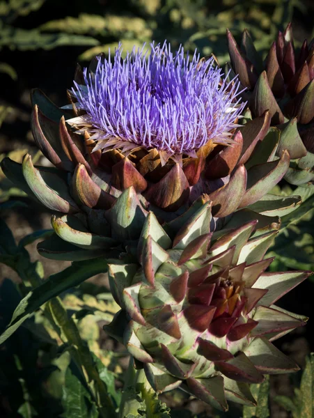 Artichoke flower — Stock Photo, Image