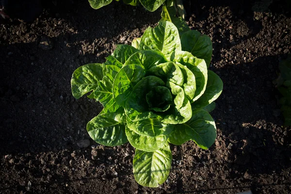 Garden lettuce — Stock Photo, Image