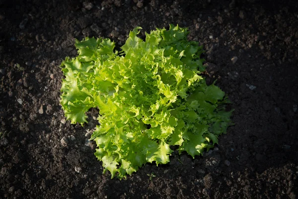 Gartensalat — Stockfoto