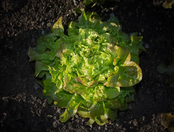 Garden lettuce — Stock Photo, Image