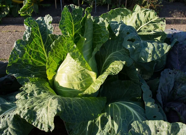 Cabbage closeup — Stock Photo, Image