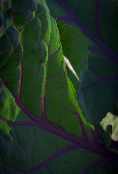 Фиолетовый росток брокколи абстрактный — стоковое фото