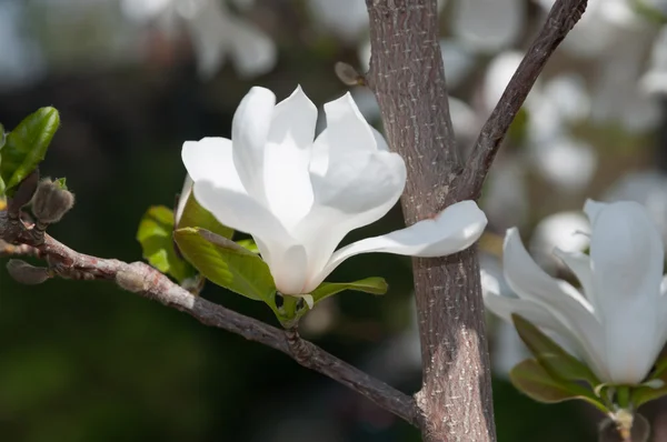 แมกโนเลีย ดอกไม้สีขาว — ภาพถ่ายสต็อก