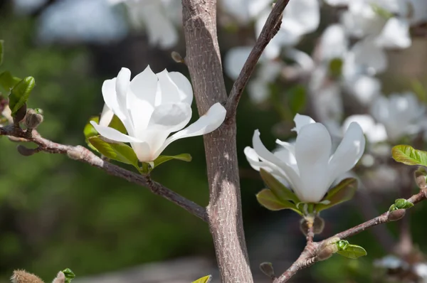 แมกโนเลีย ดอกไม้สีขาว — ภาพถ่ายสต็อก