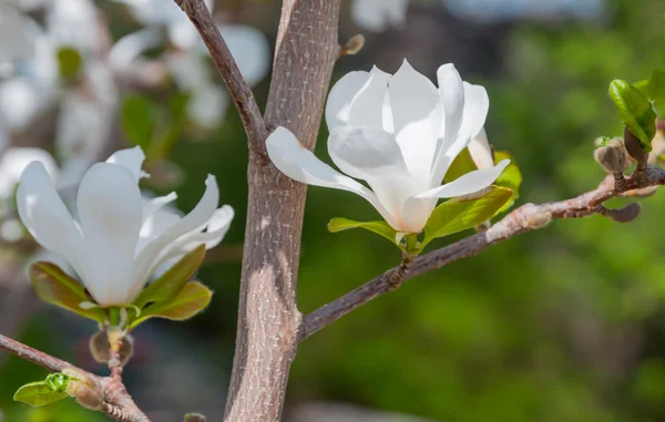 แมกโนเลีย ดอกไม้สีขาว — ภาพถ่ายสต็อก