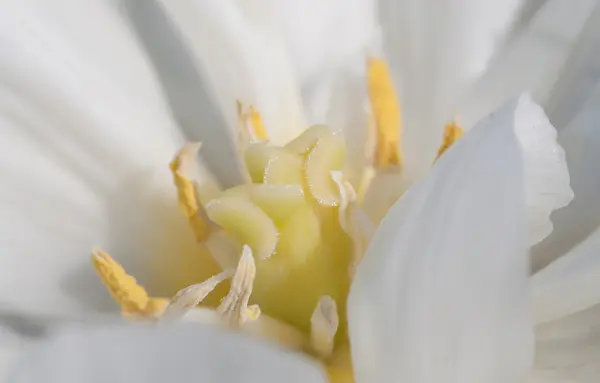 Vit blomma närbild — Stockfoto