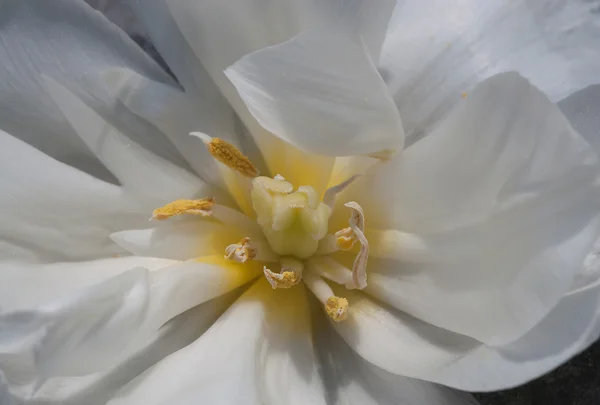 Witte bloem close-up — Stockfoto