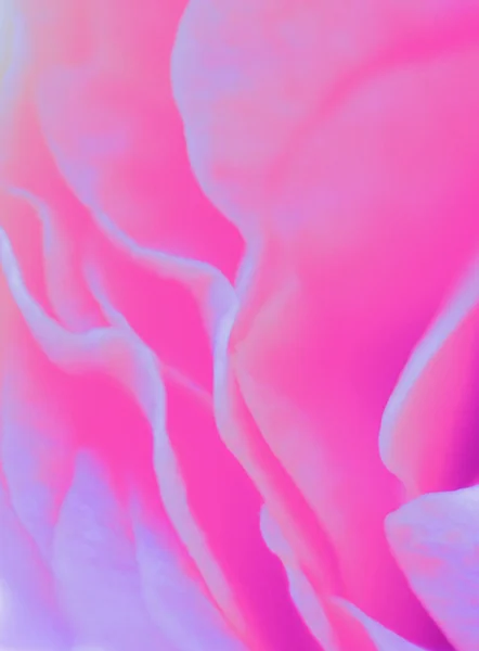 Rosa Blume abstrakt — Stockfoto