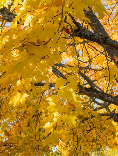 Yellow maple — Stock Photo, Image