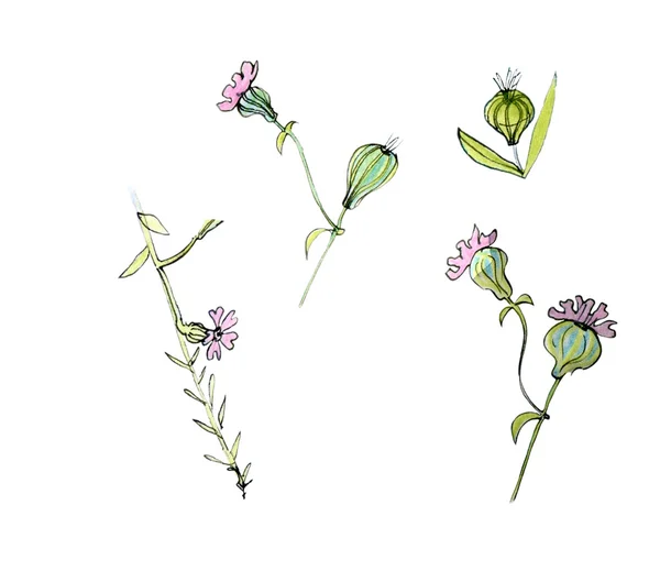 Corncuckle rosa Blüten — Stockfoto