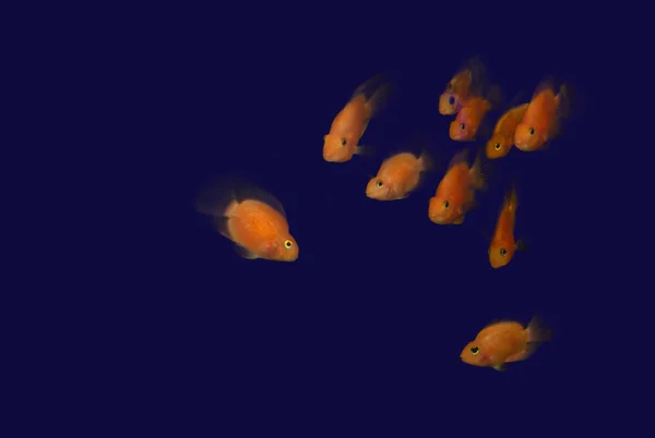 Orange fish — Stock Photo, Image