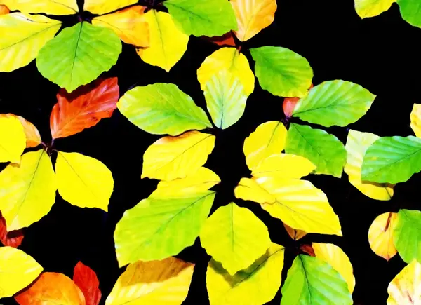 Yellow leaves — Stock Photo, Image