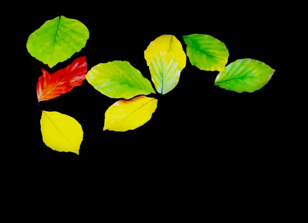 Yellow leaves — Stock Photo, Image