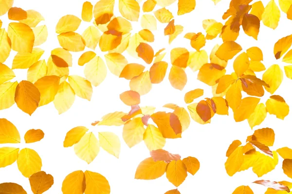 Yellow leaves — Stock Photo, Image