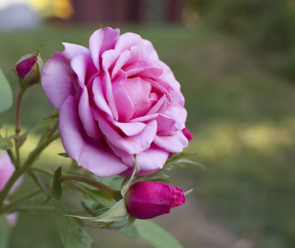 Рожева троянда з бутоном — стокове фото