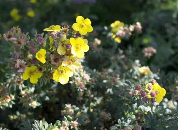 Potentilla жовті квіти — стокове фото