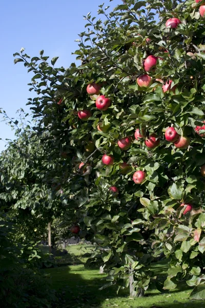 Manzanas en el árbol —  Fotos de Stock