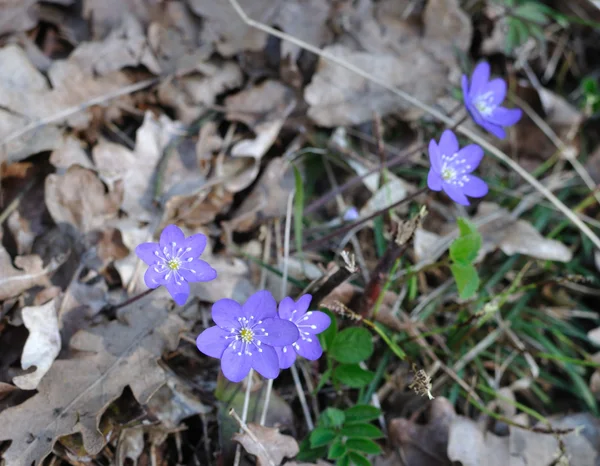 Blå blommor blåsippa — Stockfoto