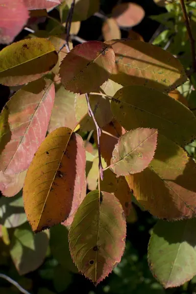 Feuilles d'automne colorées — Photo