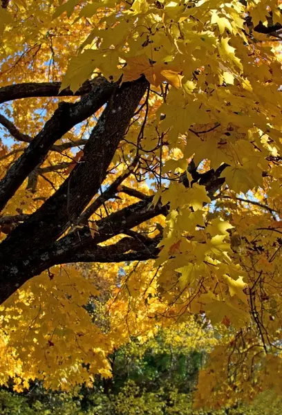 Bunter Herbstbaum — Stockfoto