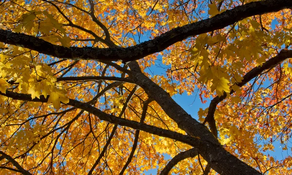 Arbre d'automne coloré — Photo