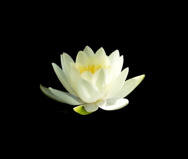 Waterlily Lotus fiore bianco — Foto Stock