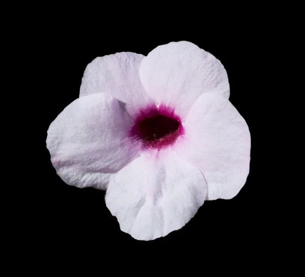 Halvány rózsaszín Hibiszkusz virág — Stock Fotó
